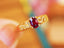 14K YELLOW GOLD 0.51 CTW NATURAL RUBY & DIAMOND RING