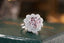 14K GOLD 3.7 CTW NATURAL MORGANITE & DIAMOND RING