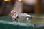 14K GOLD 3.23 CTW NATURAL MORGANITE & DIAMOND RING